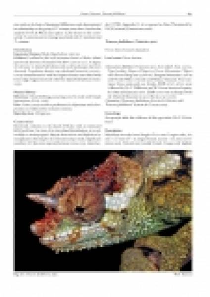 Chameleons of Africa